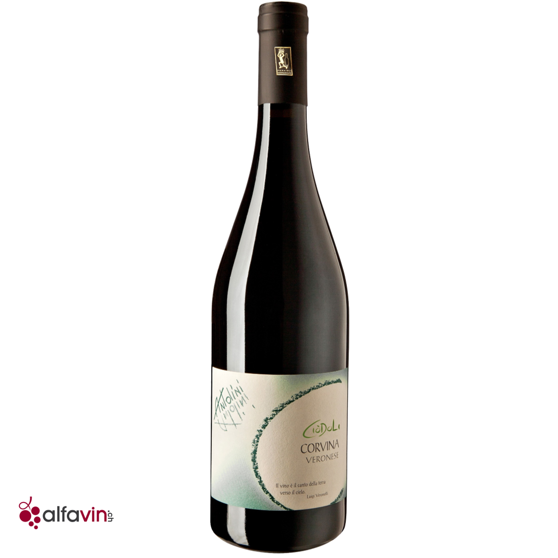 Corvina Antolini 2021