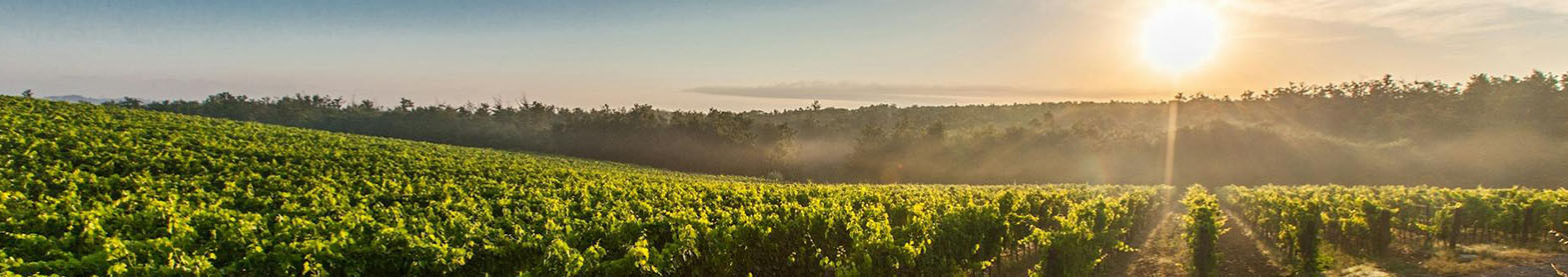 La boutique en Suisse des vins Italiens et Espagnols - Grand crus, vins bios et vieux millésimes d'Italie et d'Espagne