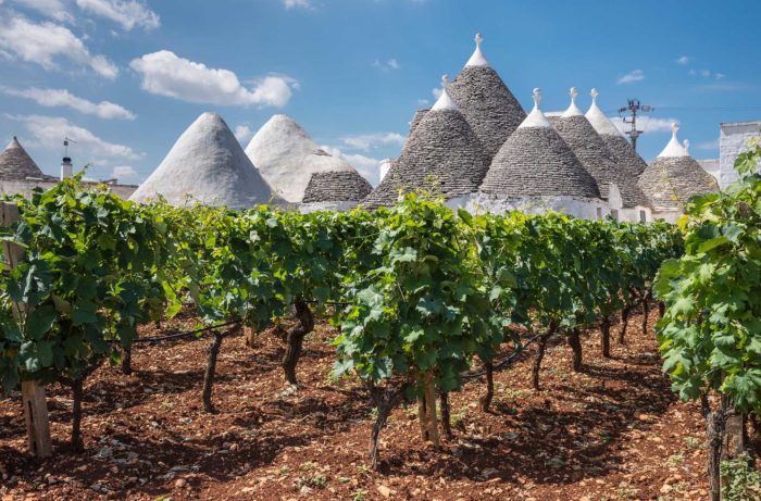 Tout savoir sur les vins Primitivo