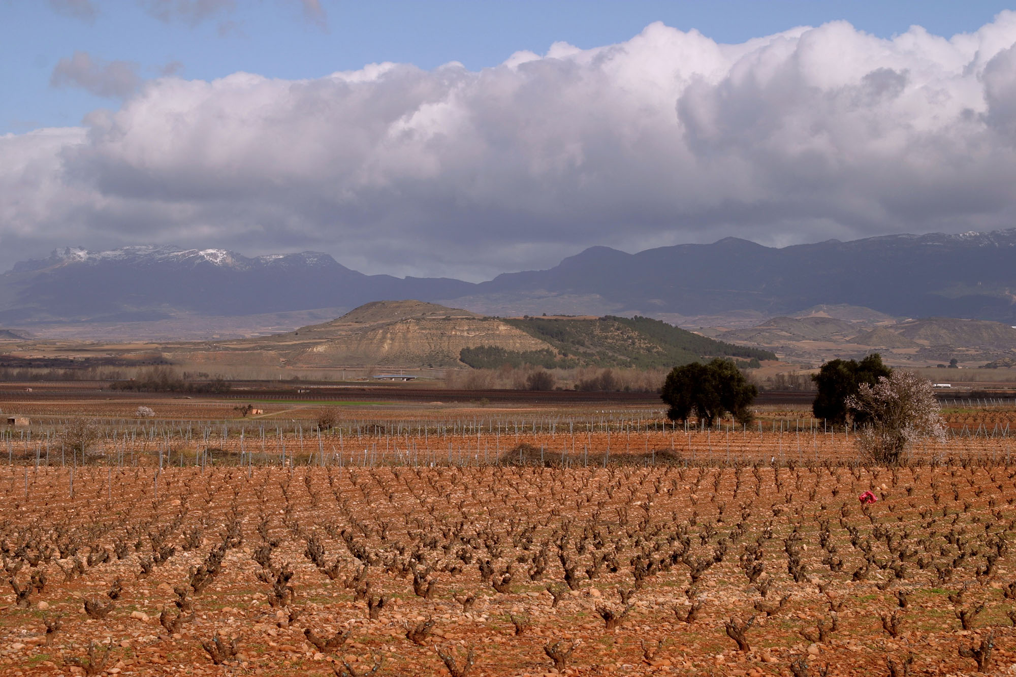 Tout savoir sur les vins d’Espagne