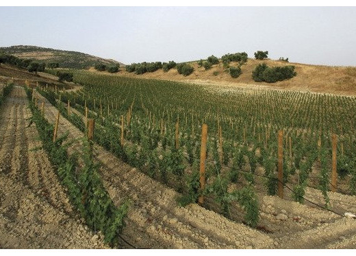 Agripunica, Winzer aus Sardinien