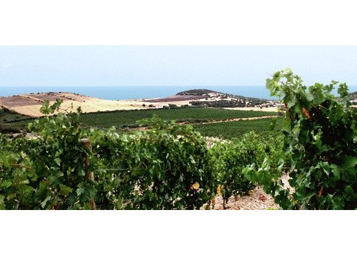 Agripunica, Winzer aus Sardinien