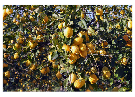 Nastro d'Oro, producer of limoncello from Sorrento