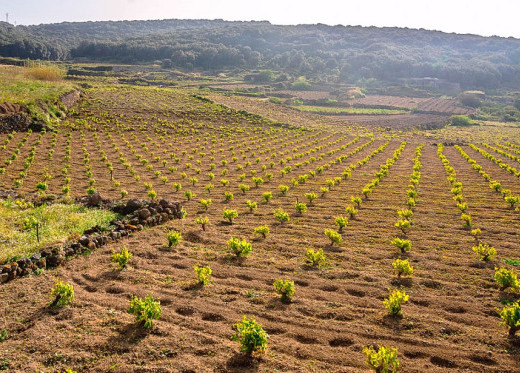 Pellegrino, producteur de vins de Sicile