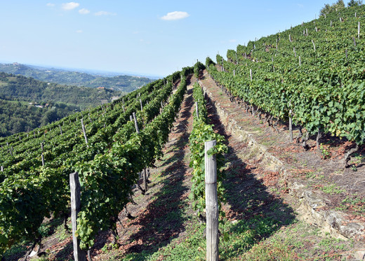 Pianbello, producteur de vins de Piémont