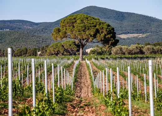 Castello del Terriccio, producteur de vins de Toscane