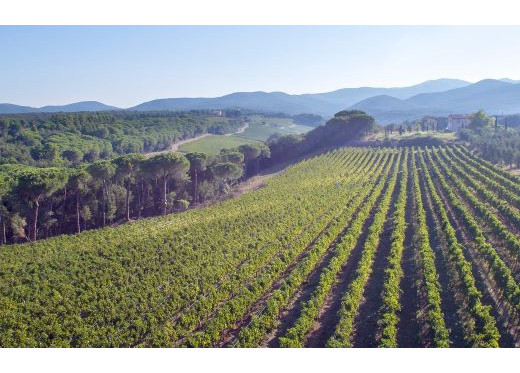 Biserno, producteur de vins de Toscane