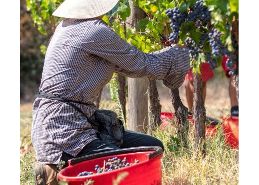 Biserno, producteur de vins de Toscane