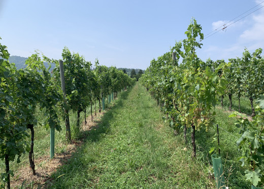 Caminella, Winzer aus Lombardie