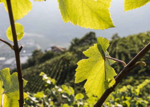 Terlan, winemaker from Friuli