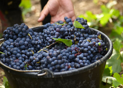 Bauget-Jouette, Champagnerhersteller aus Frankreich