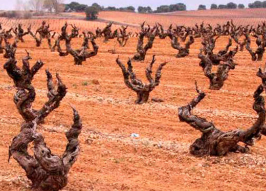 Aalto Bodegas y Vinedos, Winzer aus Ribera del Duero