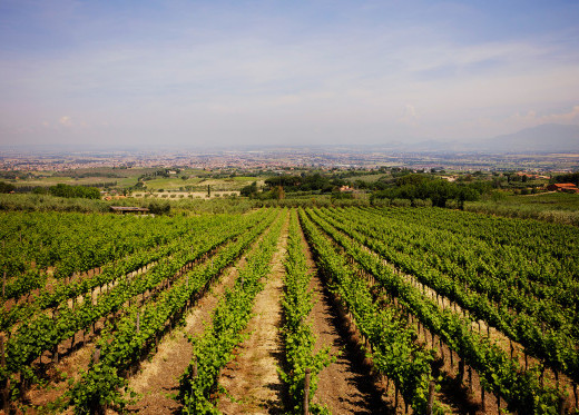 Poggio Le Volpi, Winzer aus Latium