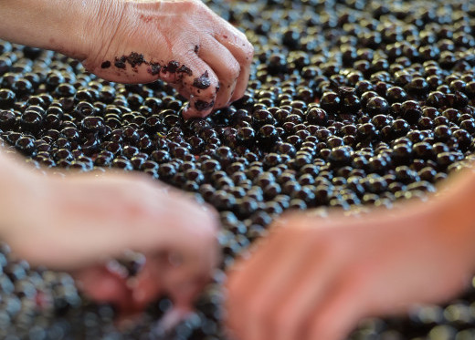 Poggio Le Volpi, producteur de vins de Latium