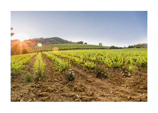 Baglio Di Pianetto, producteur de vins de Sicile