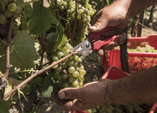 Baglio Di Pianetto, producteur de vins de Sicile