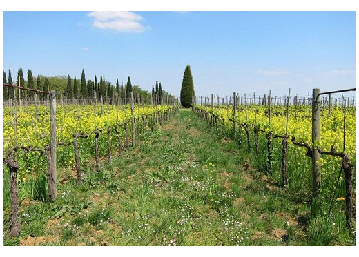 Avignonesi, producteur de vins de Toscane