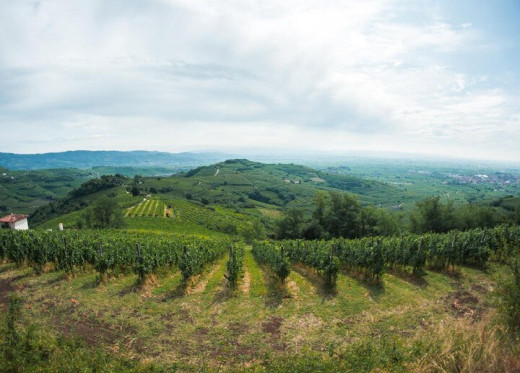 Anselmi, winemaker from Veneto