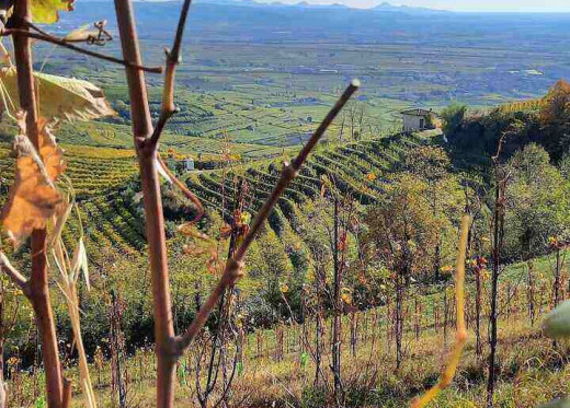 Anselmi, winemaker from Veneto