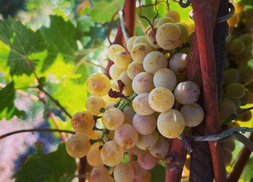 Anselmi, winemaker from Veneto