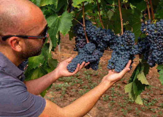 Ionis, producteur de vins des Pouilles