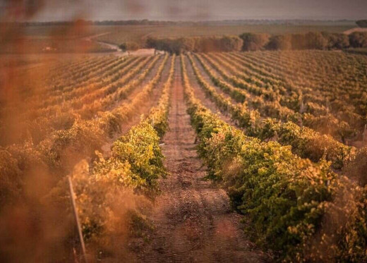 José Pariente, Winzer aus Rueda