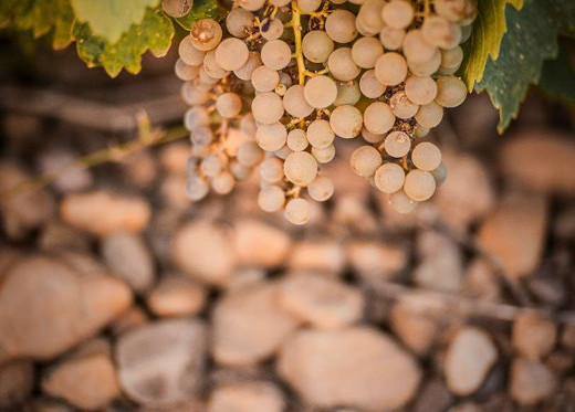 José Pariente, Winzer aus Rueda