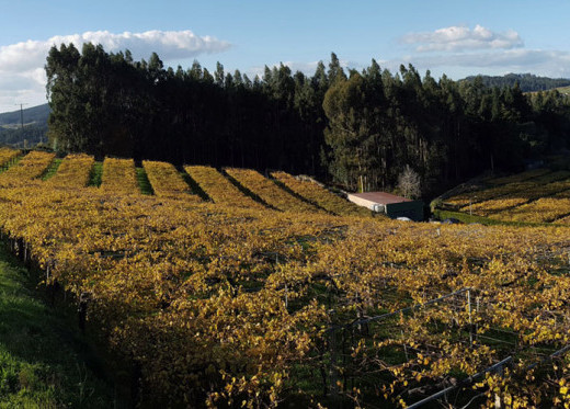 Pazo Senorans, winemaker from Galicia