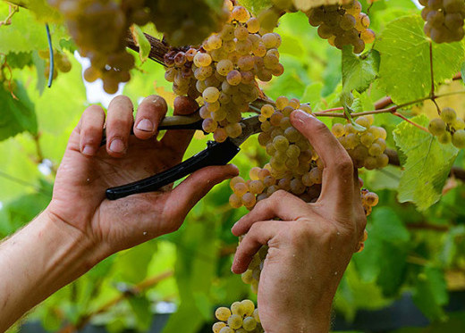 Pazo Senorans, winemaker from Galicia