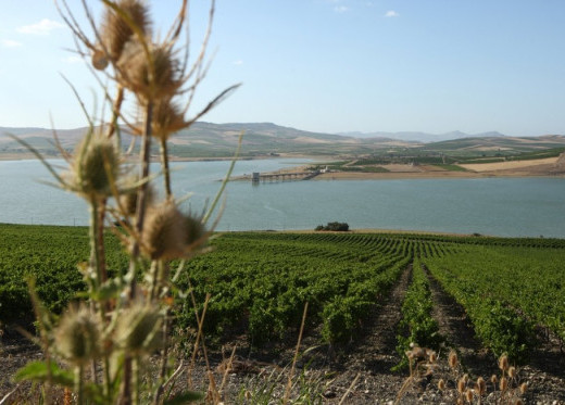 Planeta, Altesino, winemaker from Sicily