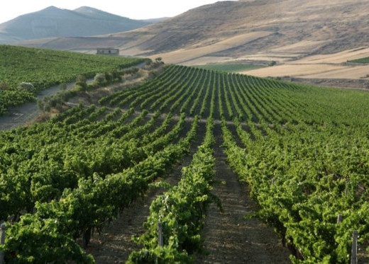 Argiolas, producteur de vins de Sardaigne