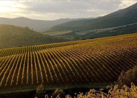 Torres, winemaker from Penedès