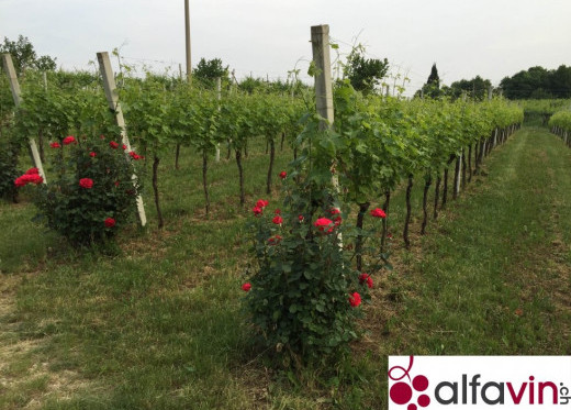 Antolini, winemaker from Veneto