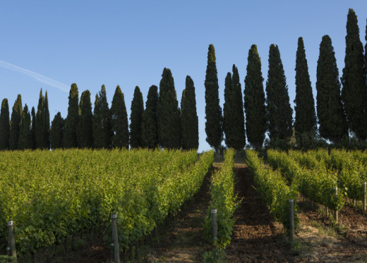 Castello di Bolgheri, winemaker from Tuscany