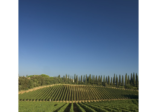 Castello di Bolgheri, producteur de vins de Toscane