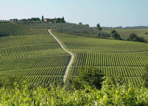 Rocca delle Macie, Winzer aus Toskana